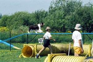 English Springer Spaniel photo: A/C Ch Karmadi's American Girl ADC (AAC), AGN (CKC), NA (AKC), NAJ (AKC) '