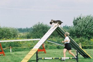 English Springer Spaniel photo: A/C Ch Karmadi's American Girl ADC (AAC), AGN (CKC), NA (AKC), NAJ (AKC) '
