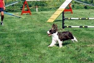 English Springer Spaniel photo: A/C Ch Karmadi's American Girl ADC (AAC), AGN (CKC), NA (AKC), NAJ (AKC) '