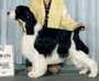 Ch Karmadi Nights In White Satin