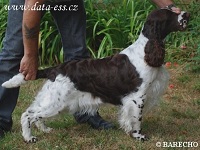 Sh Ch Barecho Qualified To Show With Peasblossom JW
