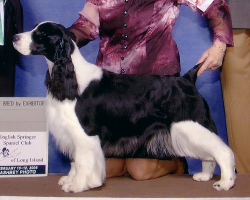 Ch Karmadi's Pet Detective-Best Bred by Exhibitor, February 2006