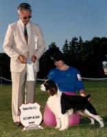 English Springer Spaniel photo: Cora