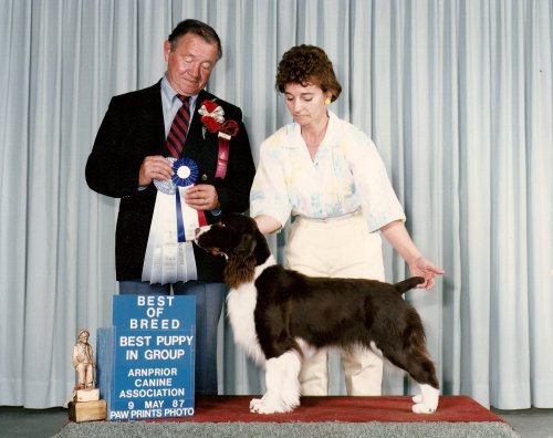 English Springer Spaniel photo: Fiesty