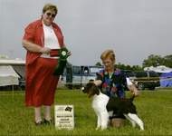 English Springer Spaniel image:  Ch Karmadi's In Style 'Katie'