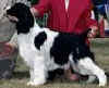 English Springer Spaniel image:  Lacey