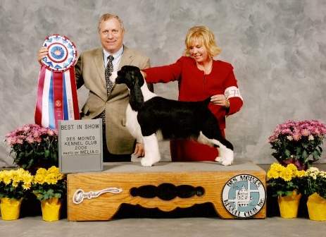English Springer Spaniel photo: MBIS BISS A/C Ch Karmadi's Madam President 'Best In Show'