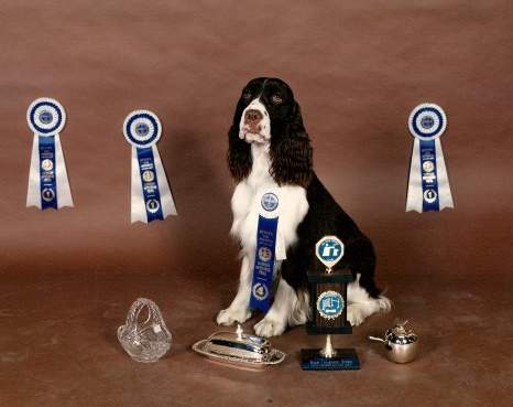 English Springer Spaniel photo: Serenade's Pirate Queen CD, Mindy