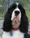 English Springer Spaniel image:  Storm 