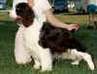 English Springer Spaniel image:  Ch Jester's Spinoff To Karmadi CD CGC