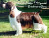English Springer Spaniel image:  Ch Amilyn Esspecial Backstreet Boy