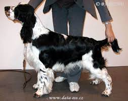 Barecho Almost Perfect