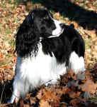 English Springer Spaniel photo: Ch Karmadi N Artworks Bee Sirius 