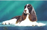 English Springer Spaniel image: Ch Bear Majic Vistah's Enjoli