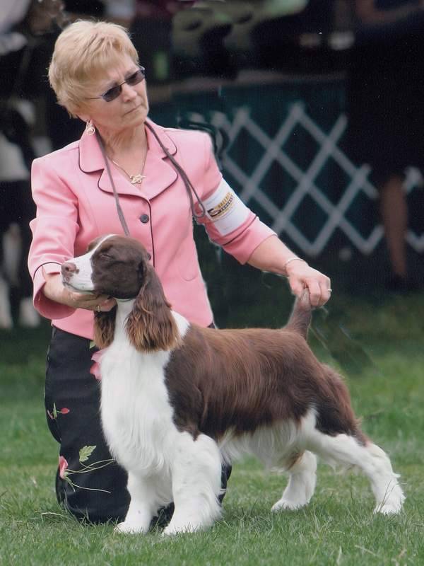 Becky at the Eastern Springer Spaniel Specialty