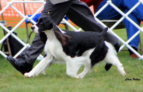 Bryden's Walk On The Wild Side