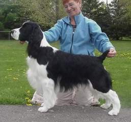 English Springer Spaniel image:  Dan