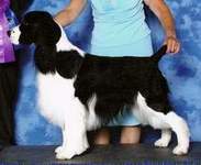 English Springer Spaniel image:  Dan