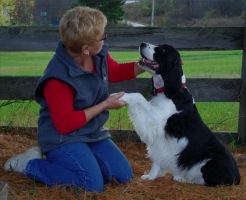 English Springer Spaniel photo:  Ch Karmadi's Anchor Man-'DAN'