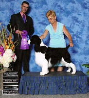 English Springer Spaniel image:  Dan