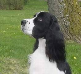English Springer Spaniel image:  Dan