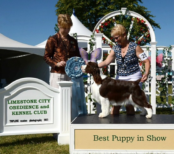 Dara winning Best Puppy In Show under Judge Honey Glendinning