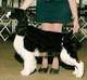 English Springer Spaniel image: A/Ch Foxboro Lighten Up