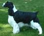 English Springer Spaniel image:  A/Ch Foxboro 'N Siobhan's Luna