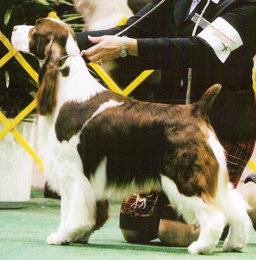 English Springer Spaniel image:  Foxboro Paid In Full 'Elliot'