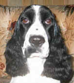 English Springer Spaniel image: Grace