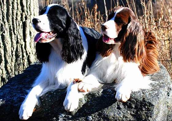 English Springer Spaniel photo:  Hockey and Lila