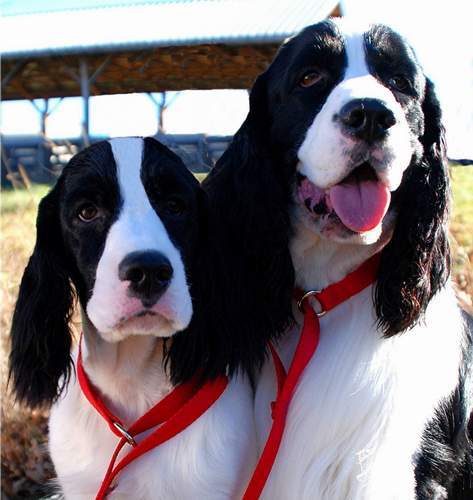 Englsih Springer Spaniel photo:  Ch Karmadi's Power Play 'Hockey' posing with daughter, Karmadi's Rebound 'Reba'