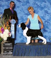 English Springer Spaniel image: Hockey winning Best Puppy In Specialty Show