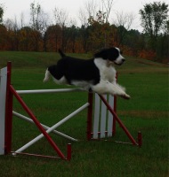 Hockey showing off at home