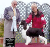 English Springer Spaniel photo: Ch Karmadi's Power Play-'HOCKEY'