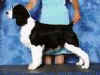 English Springer Spaniel image:  Hockey
