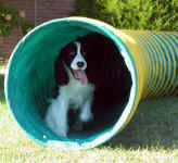 English Springer Spaniel image:  Hockey running the agility tunnel
