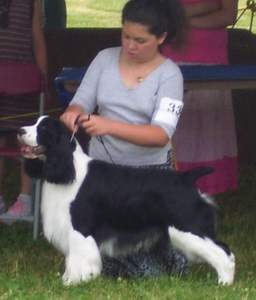 Junior Handler Taylor Macdonald with Ch Karmadi's Power Play 'Hockey' 