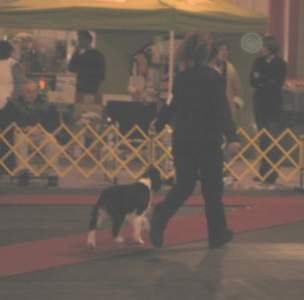 Junior Handler Taylor Macdonald with Karmadi's Rose Garden 'Summer' 