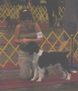 Junior Handler Taylor Macdonald with Karmadi's Rose Garden 'Summer' 