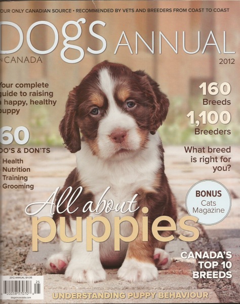 English Springer Spaniel image: Karmadi's What's Up Buddy