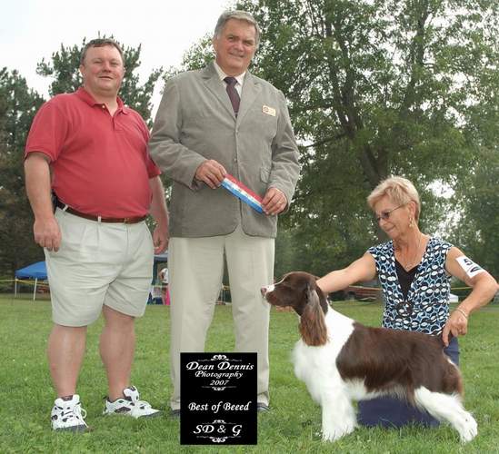 English Springer Spaniel image:  Ch Karmadi's In Style 'Katie'