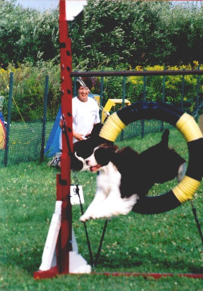 English Springer Spaniel photo: A/C Ch Karmadi's American Girl ADC (AAC), AGN (CKC), NA (AKC), NAJ (AKC) '