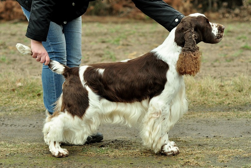 Linmoor Zimply Zalient