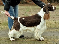 Linmoor Zimply Zalient
