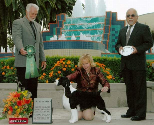 English Springer Spaniel:  MBIS MBISS A/C Ch Karmadi's Madam President