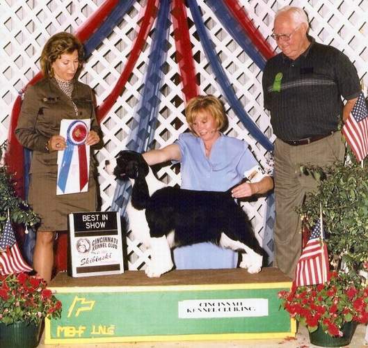English Springer Spaniel:  MBIS MBISS A/C Ch Karmadi's Madam President
