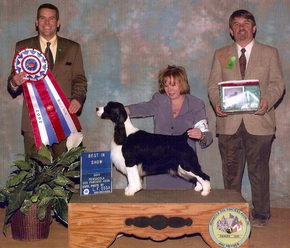 English Springer Spaniel:  MBIS MBISS A/C Ch Karmadi's Madam President