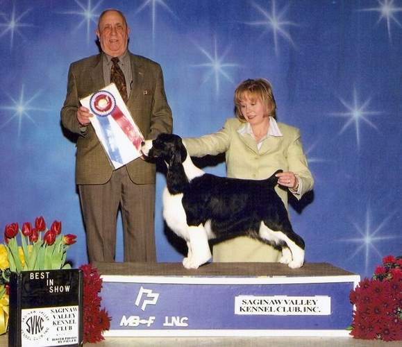 English Springer Spaniel:  MBIS MBISS A/C Ch Karmadi's Madam President