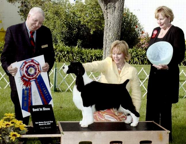 English Springer Spaniel:  MBIS MBISS A/C Ch Karmadi's Madam President